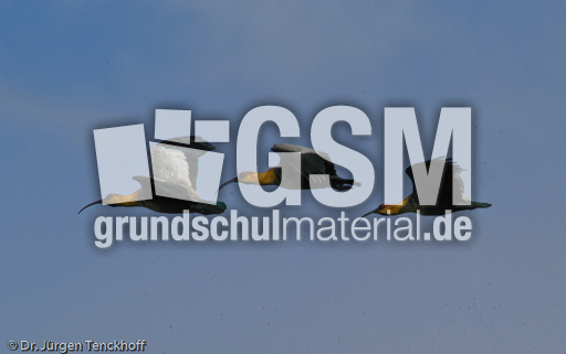 Schwarzzügelibis (14 von 15).jpg